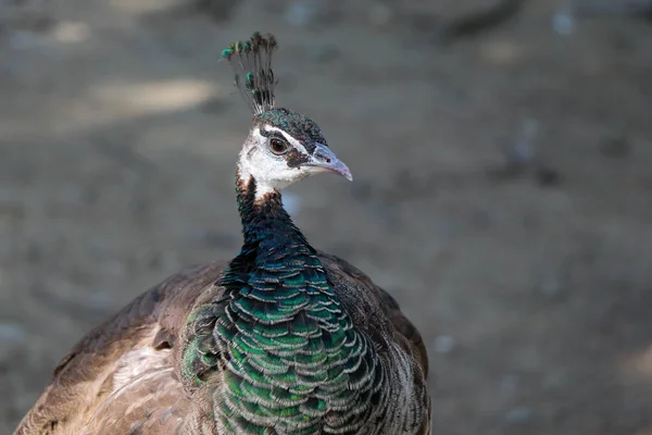 Portrait of peacock  outdoors — Stock Photo, Image