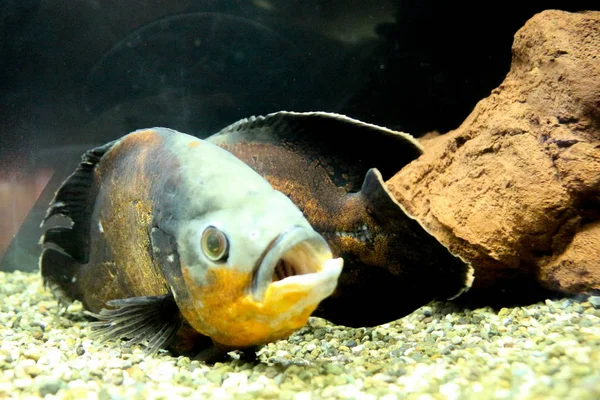 Красива риба в акваріумі — стокове фото