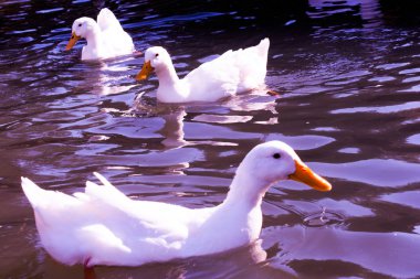 Yalnız kuş doğal ortamda yaşar.