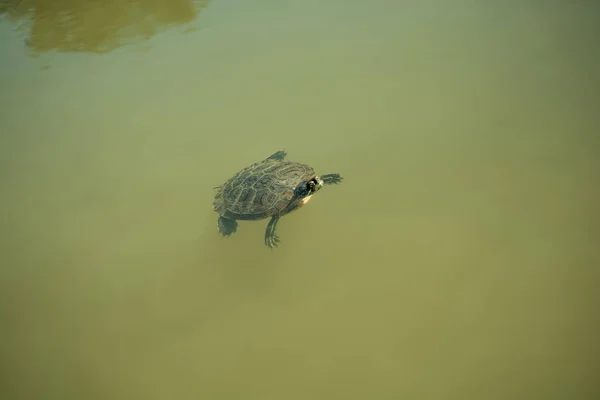 Eenzame schildpad zwemmen in een meer — Stockfoto