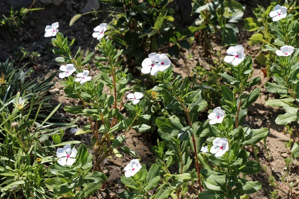 Vackra daisy blommor i naturen — Stockfoto