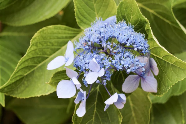 Hermosas flores de hortensias en la naturaleza — Foto de Stock