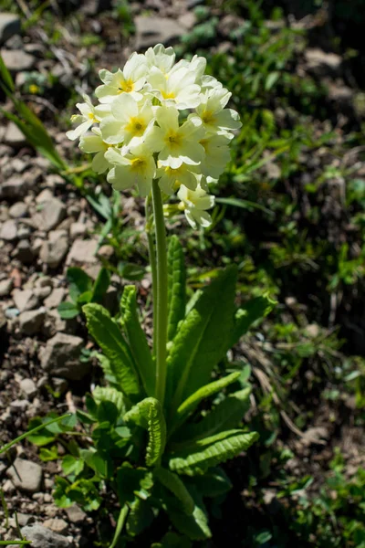 Bellissimi fiori in natura — Foto Stock