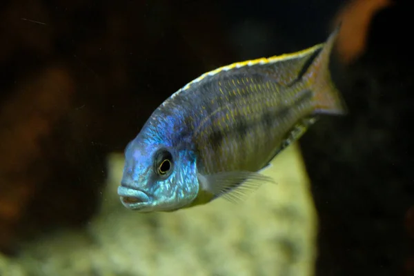 Bellissimi pesci in acquario — Foto Stock