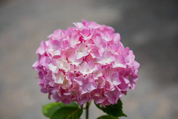 Hermosas flores en la naturaleza — Foto de Stock