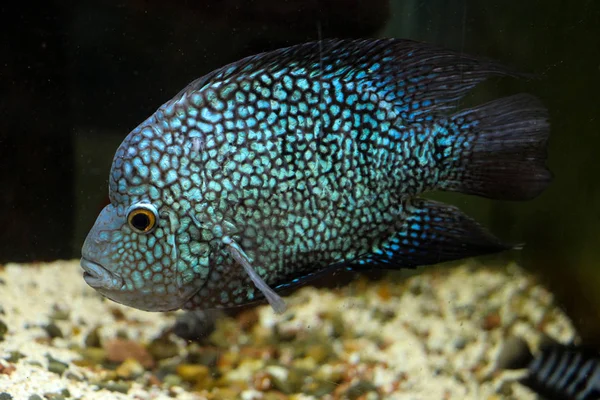 Beautiful fish in the aquarium — Stock Photo, Image