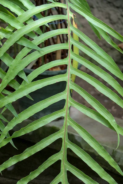 Ein separates grünes Blatt — Stockfoto