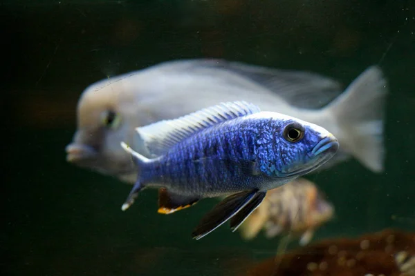 Bellissimi pesci in acquario — Foto Stock