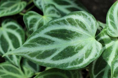 Bir ayrı yeşil yaprak  