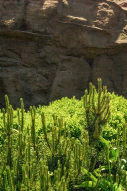  Bahar yeşil yaprakları