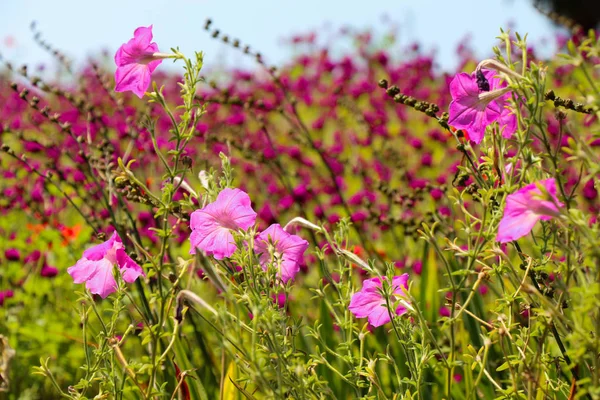 Krásné květiny v přírodě — Stock fotografie