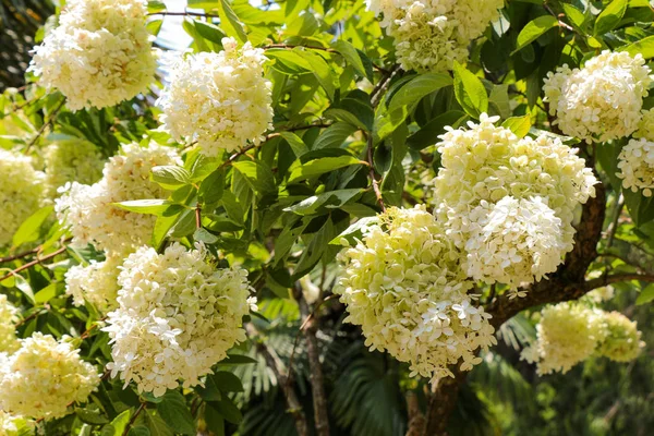 doğa güzel leylak çiçeği