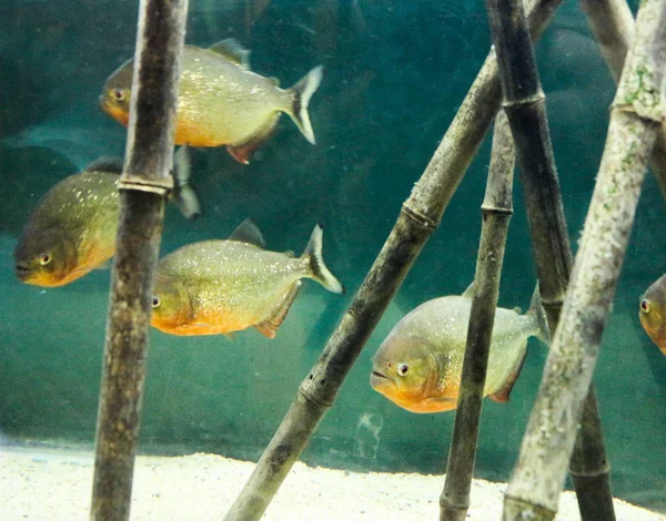 Красива риба в акваріумі — стокове фото