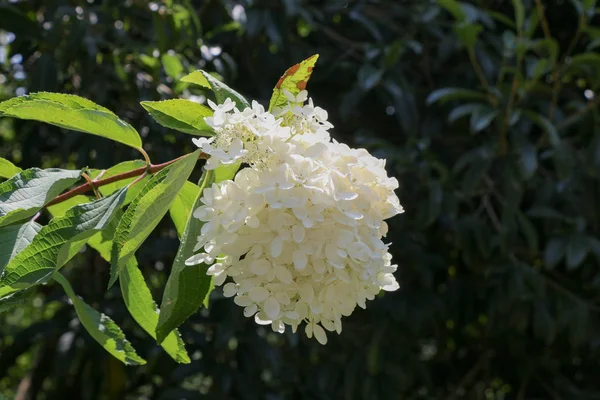 Mooie lila bloemen in de natuur — Stockfoto