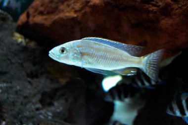 Akvaryumdaki güzel balıklar 