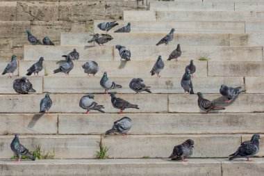 Yalnız kuş doğal ortamda yaşar.