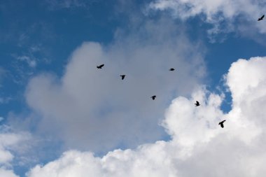 Yalnız kuş doğal ortamda yaşar.