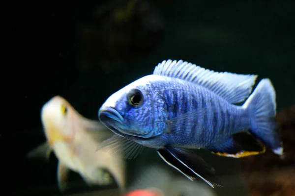 Bellissimi pesci in acquario — Foto Stock