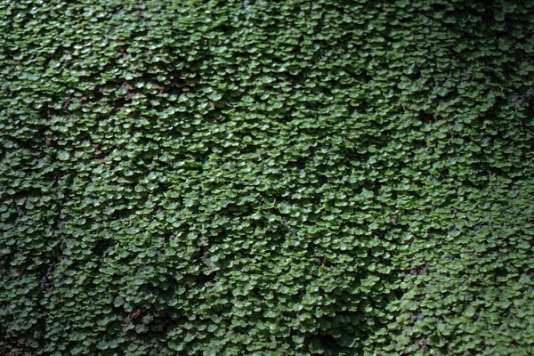 Hojas verdes de la primavera — Foto de Stock