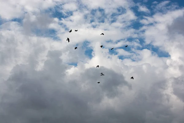 Lonely bird lives in the natural environment — Stock Photo, Image