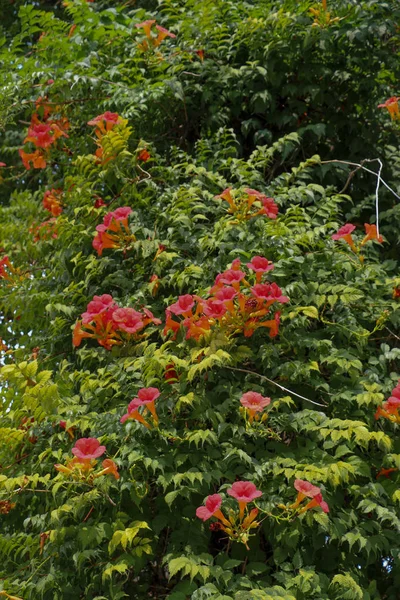 Hermosas flores en la naturaleza —  Fotos de Stock