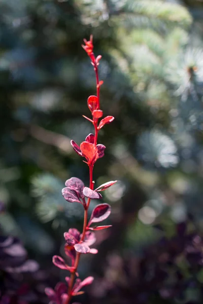 自然の背景に、若い植物します。 — ストック写真