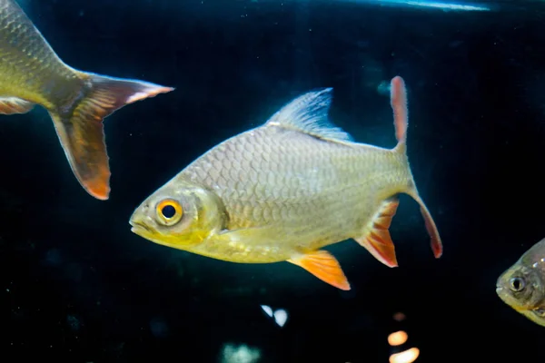 Bellissimi pesci in acquario — Foto Stock