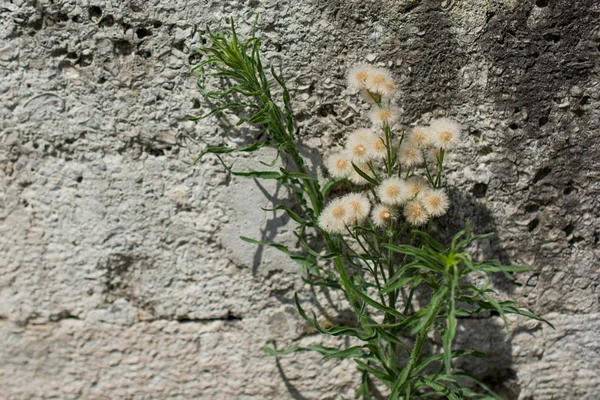 De belles fleurs dans la nature — Photo