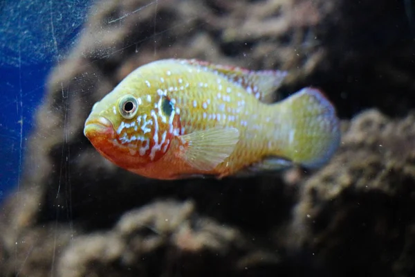 Vakker fisk i akvariet – stockfoto