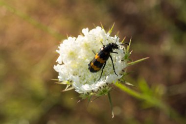 Kırmızı böcek doğa içinde