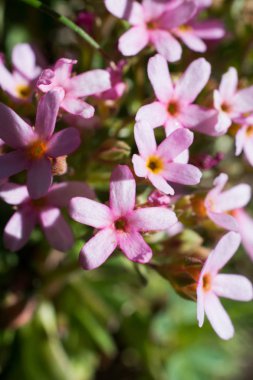 doğanın güzel çiçekler