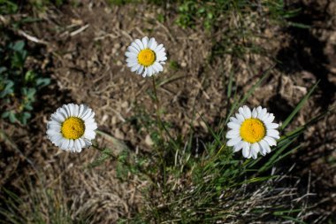 Doğada güzel papatya çiçekler
