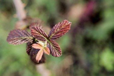Sonbahar zamanlarının ayrı bir kuru yaprağı.