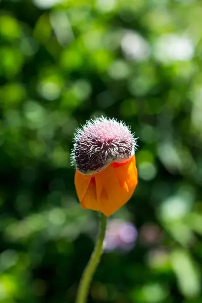 Bellissimi fiori di papavero orientale in natura — Foto Stock