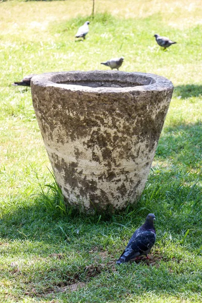 Lonely bird lives in the natural environment — Stock Photo, Image