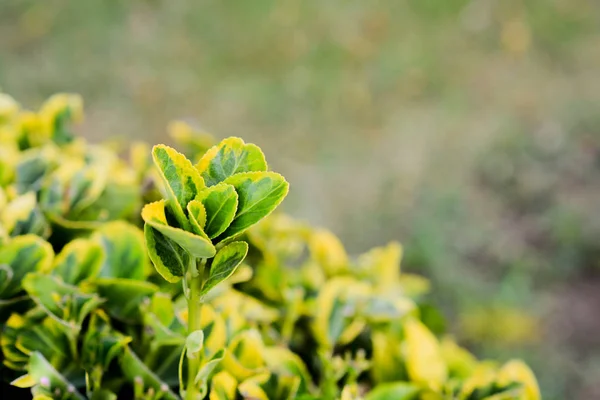 Hojas verdes de la primavera —  Fotos de Stock