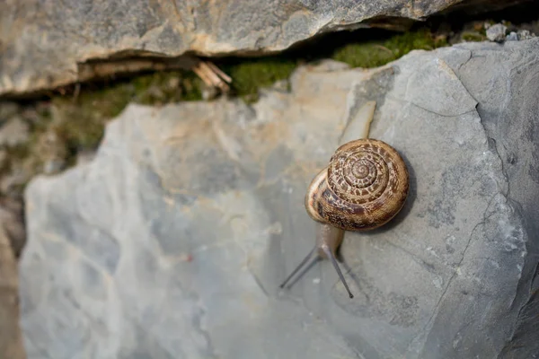 カタツムリは石をスライド アップ — ストック写真
