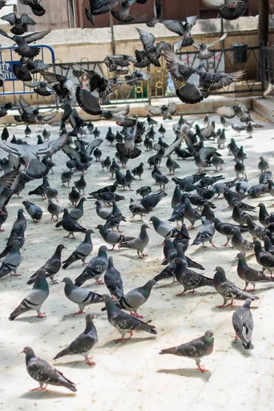 Las palomas viven en el entorno natural — Foto de Stock
