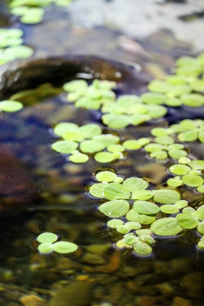 Groene bladeren verspreid op een vijver — Stockfoto