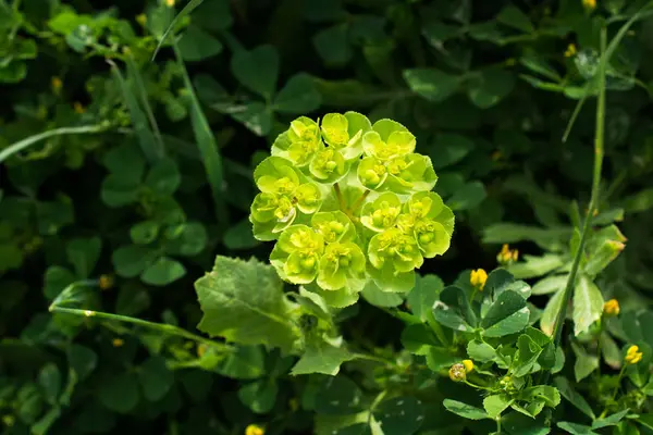 Bellissimi fiori in natura — Foto Stock