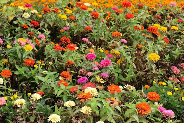 Vackra Zinnia blommor i naturen — Stockfoto