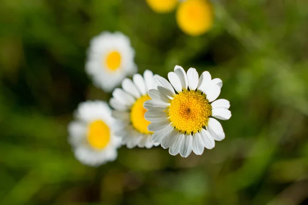 Kwiaty piękne daisy w przyrodzie — Zdjęcie stockowe