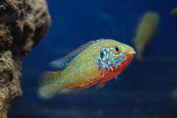 Vakker fisk i akvariet – stockfoto
