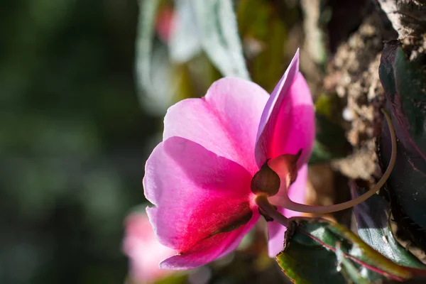 自然の美しい花 — ストック写真