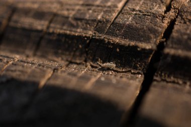 ağaç kütüğünün dokusu