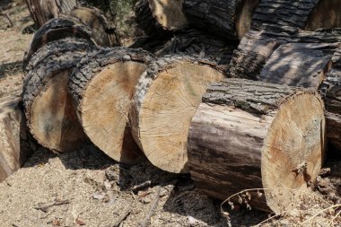 Taze kesilmiş ağaç bahçe içinde günlüğe kaydeder.