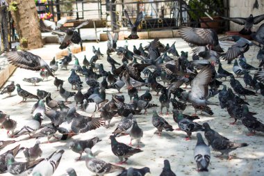 Yalnız kuş doğal ortamda yaşar.