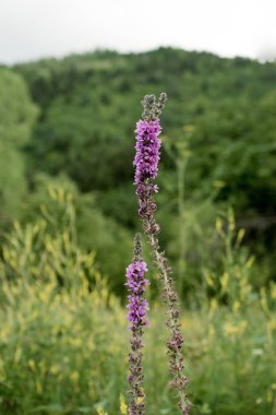 doğanın güzel çiçekler