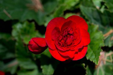 Doğada güzel Begonia çiçek