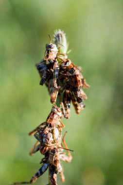 Açık havada çekirge 